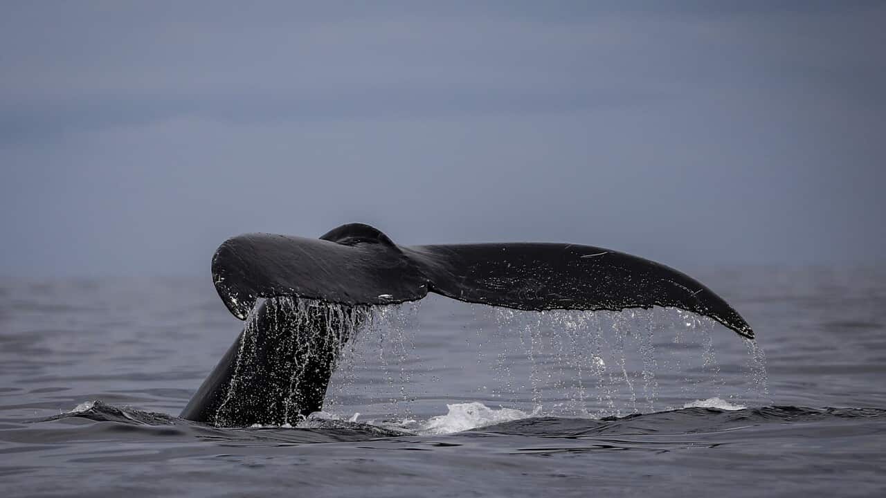 Colombia Whales