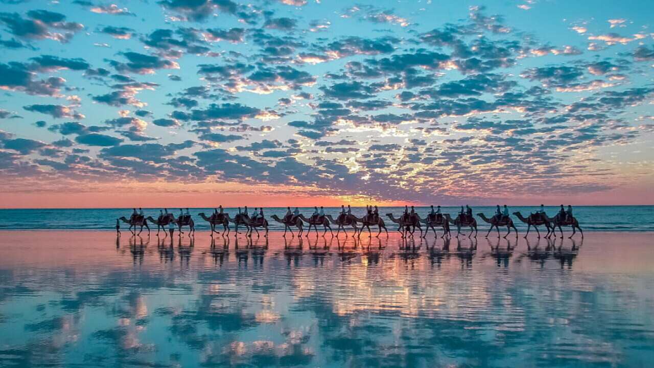 Camels in Broome, Australia