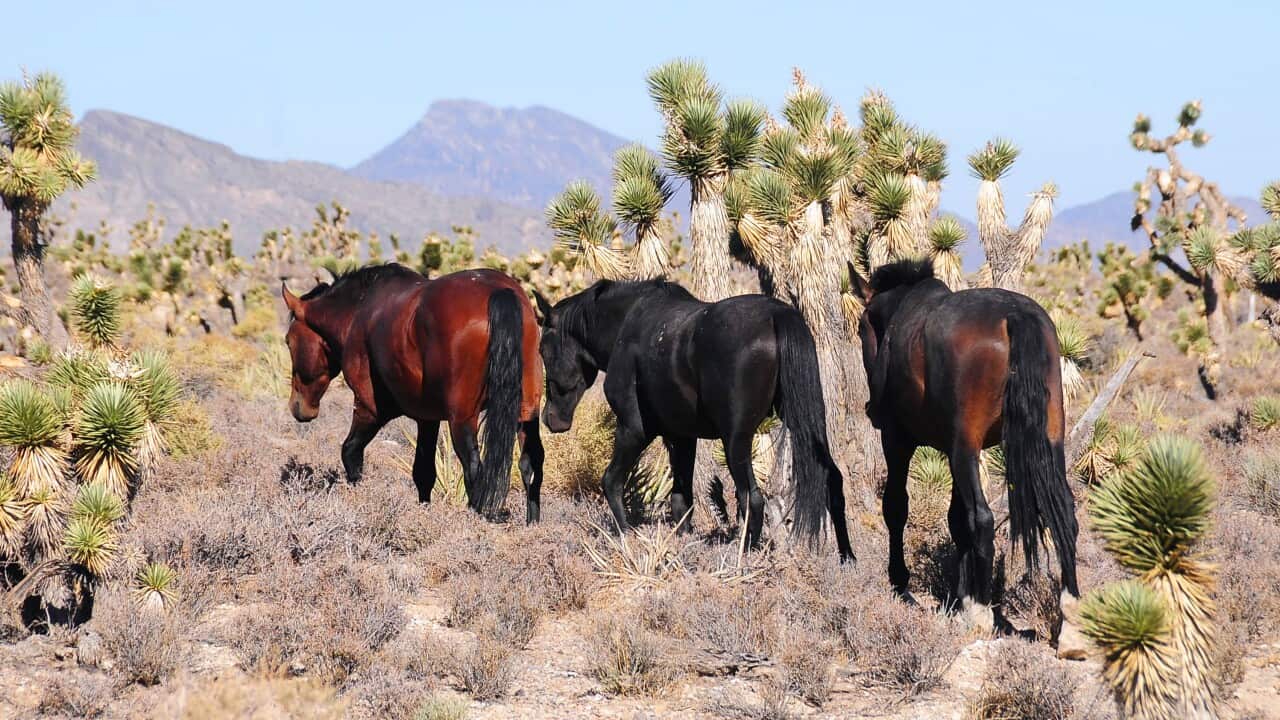 feral horses
