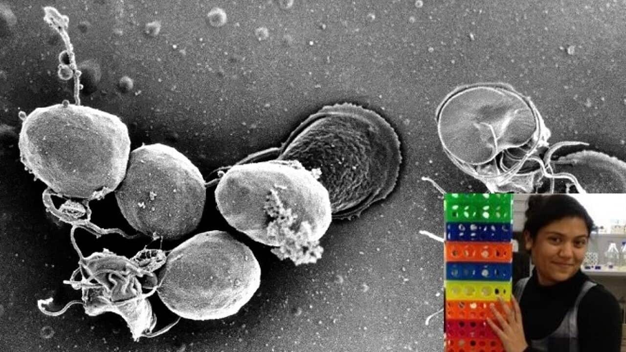 Creation of Life in Lab