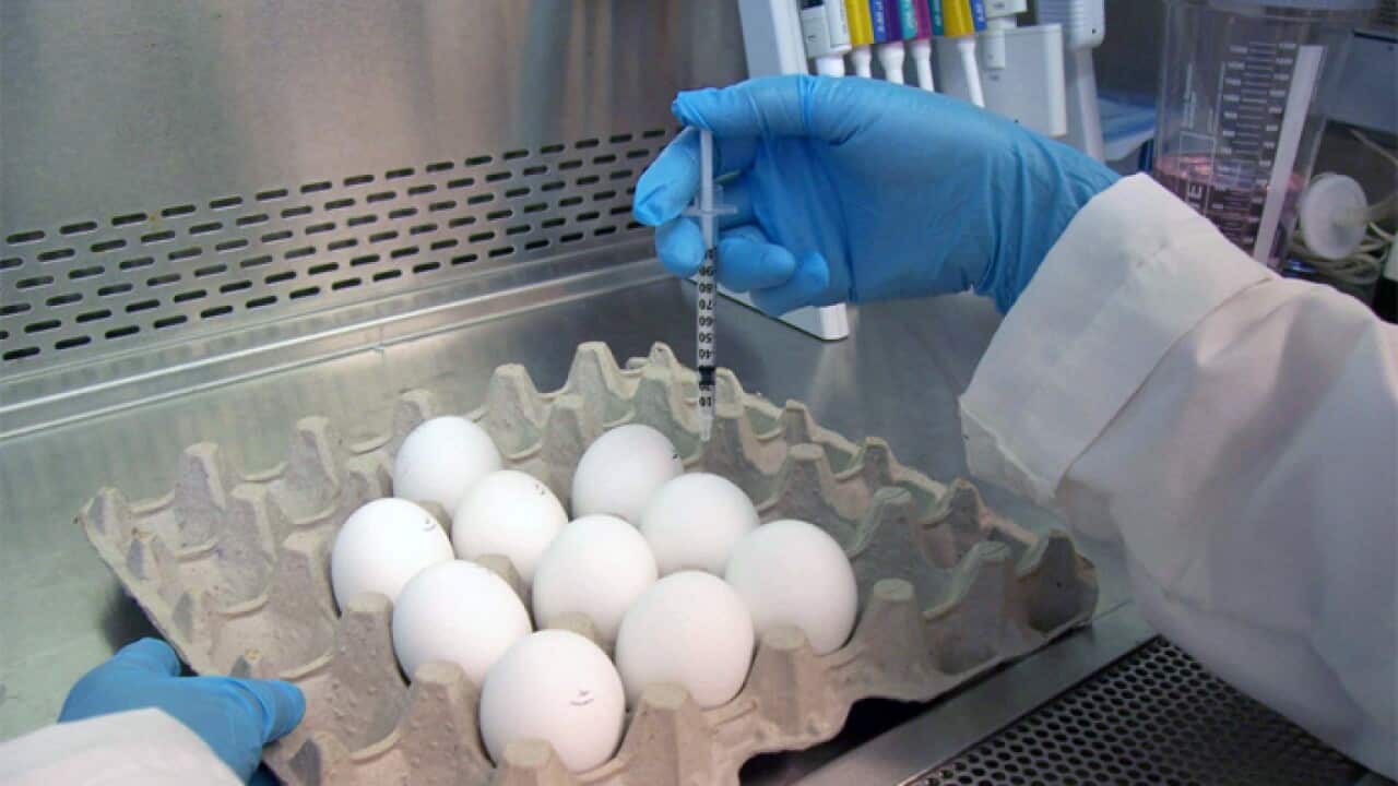 Chicken Egg in Vaccine