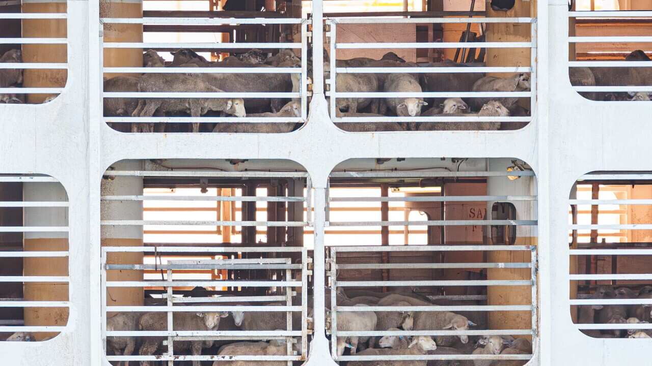 LIVE EXPORT SHIP WA