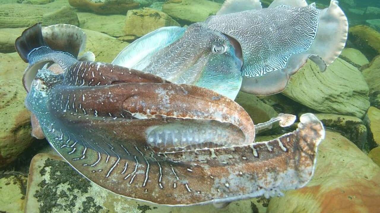two male giant Australian cuttlefish