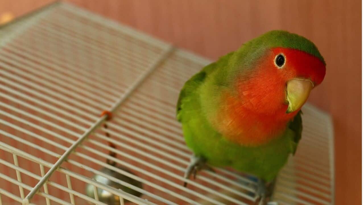 pet bird