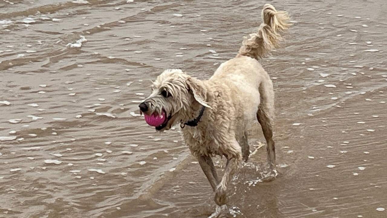 Wookie has stolen yet another ball - is he addicted (SBS).jpg