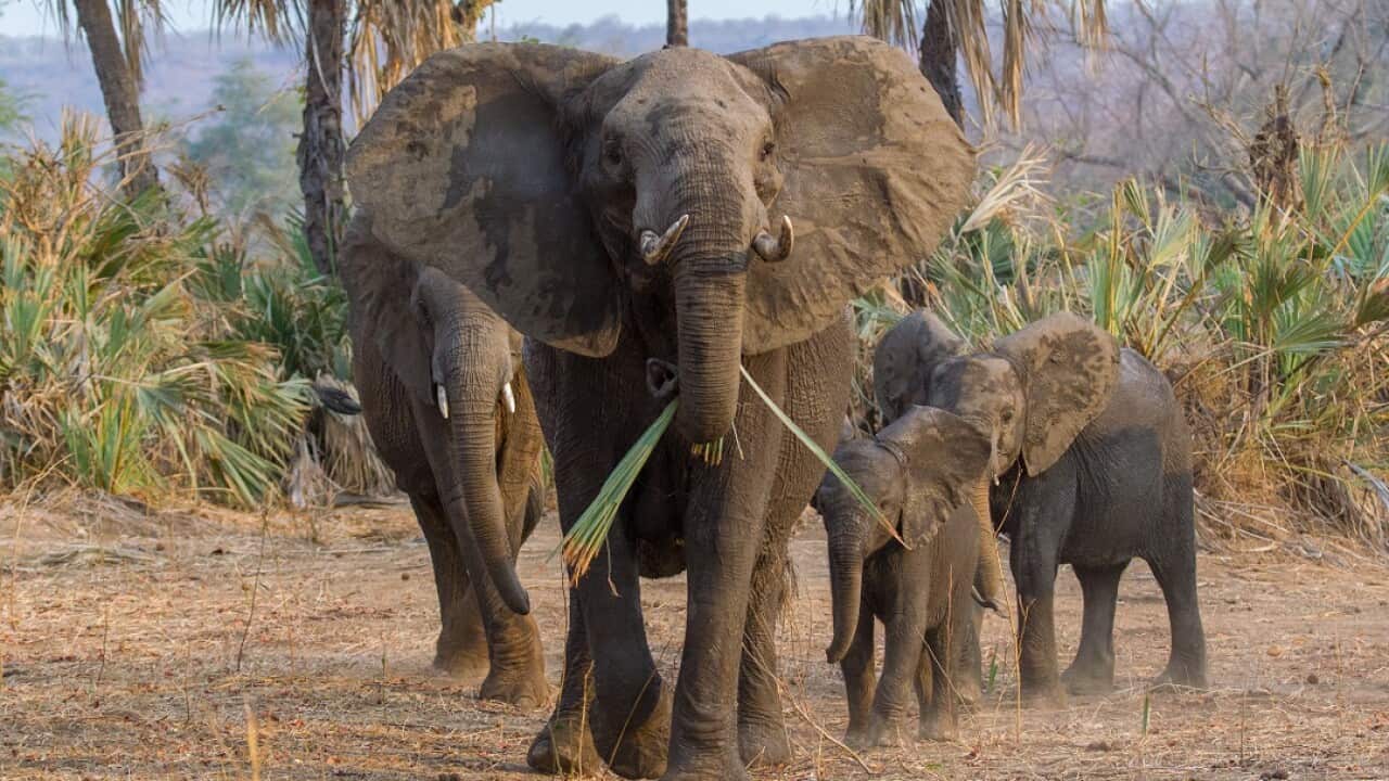 An African elephant family in Zimbabwe.