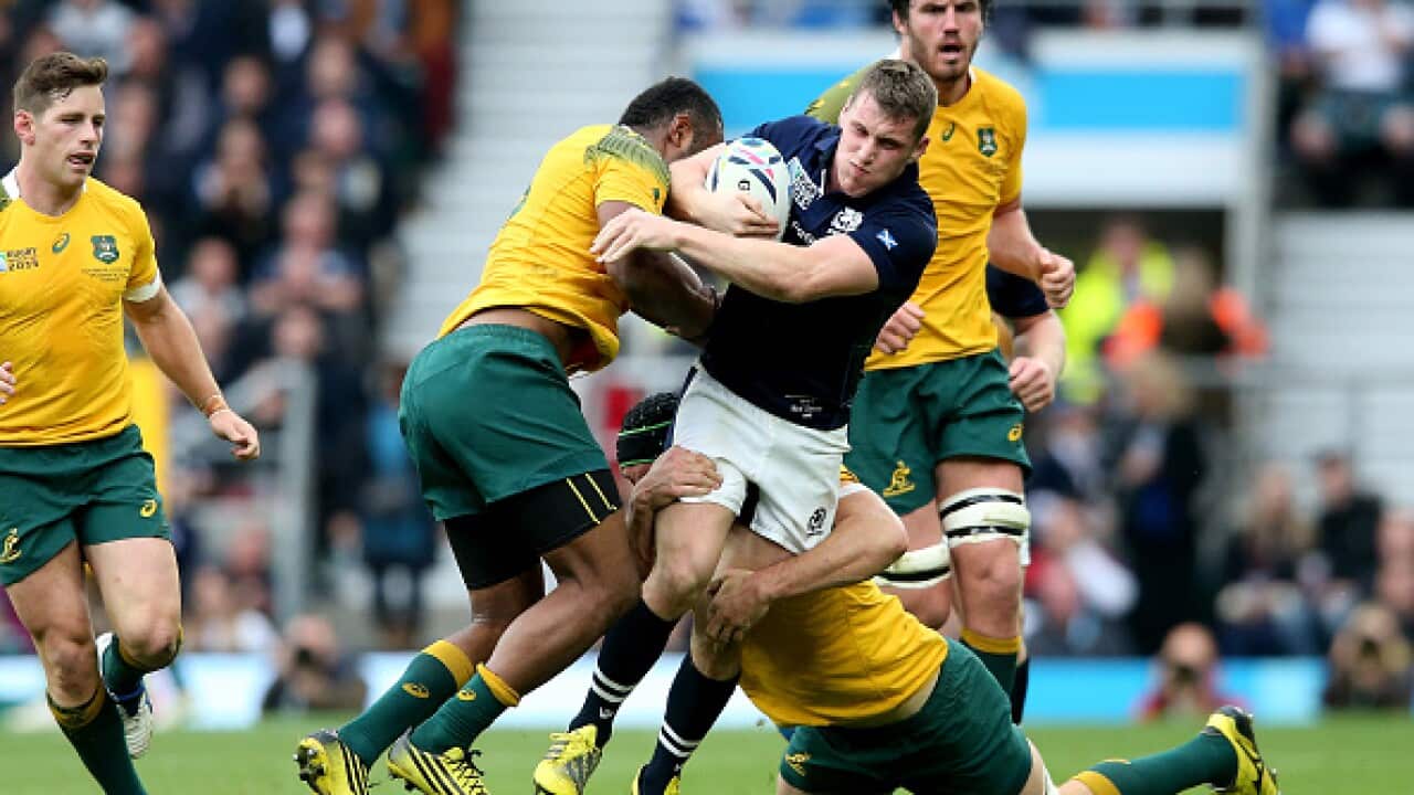 Wallabies
