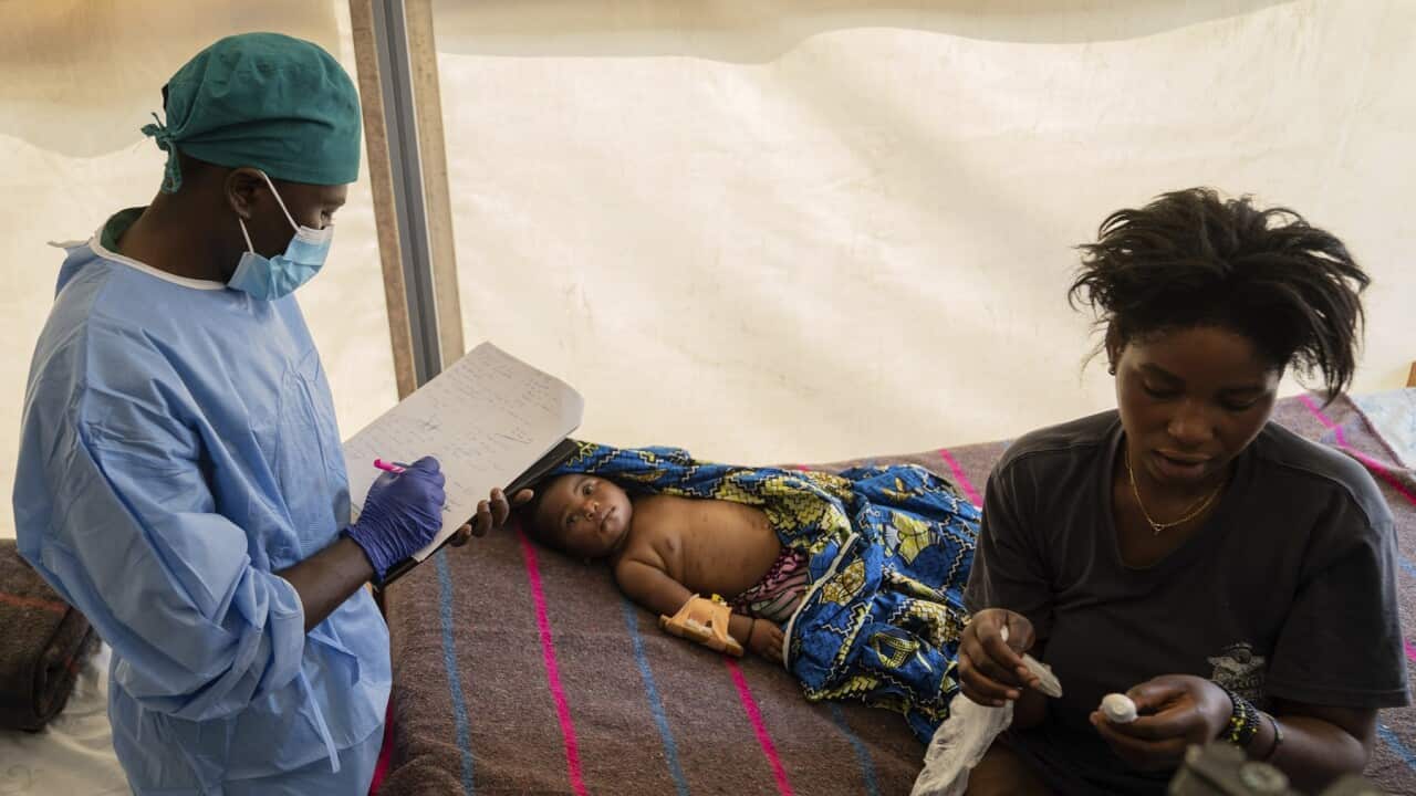 Kongo Maymun Çiçeği