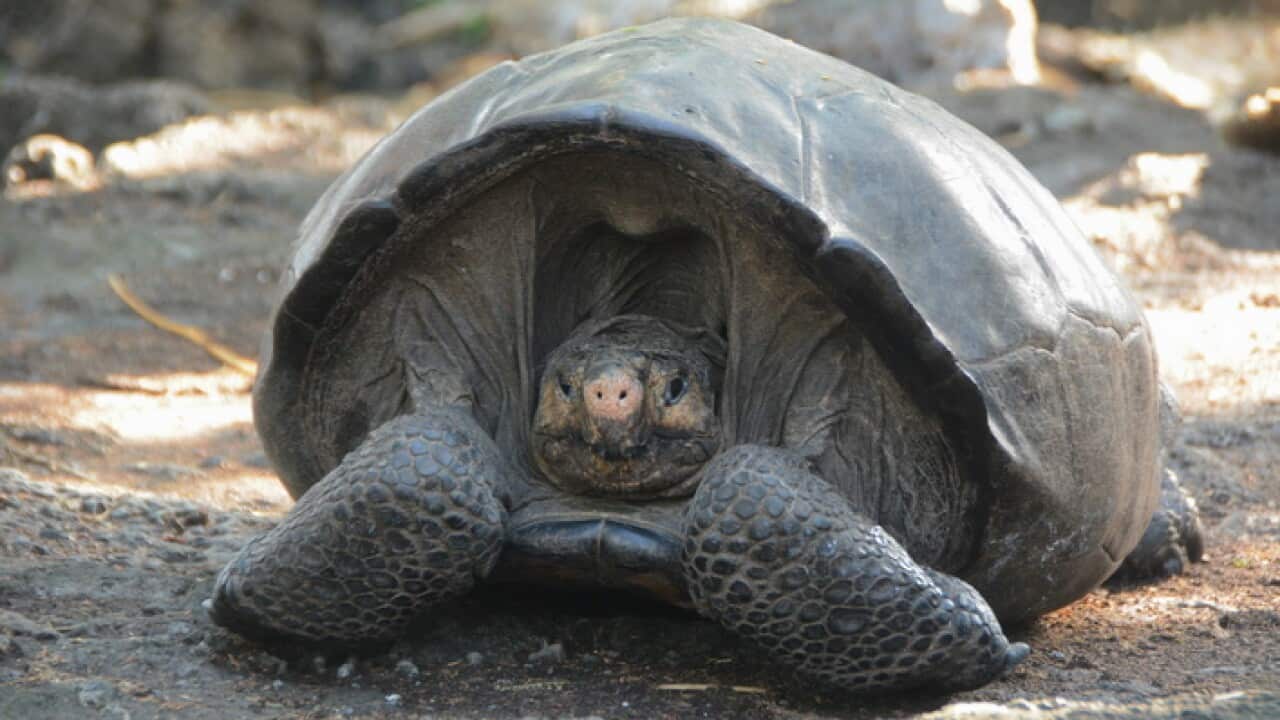 Nacen en Ecuador nueve tortugas marinas laúd en peligro de extinción.