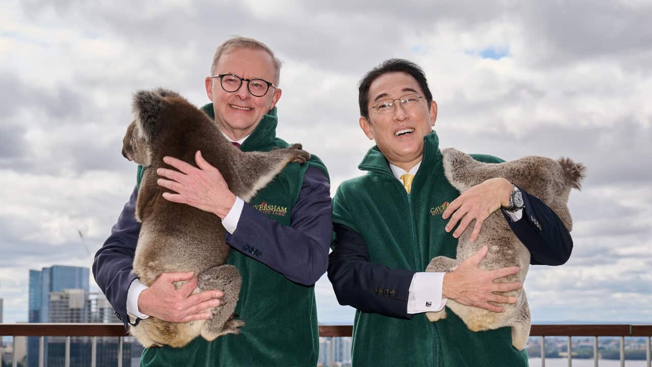 Australian Prime Minister Anthony Albanese and Japan Prime Minister Fumio Kishida pose for a picture holding koalas during their visit to Kings Park, in Perth.