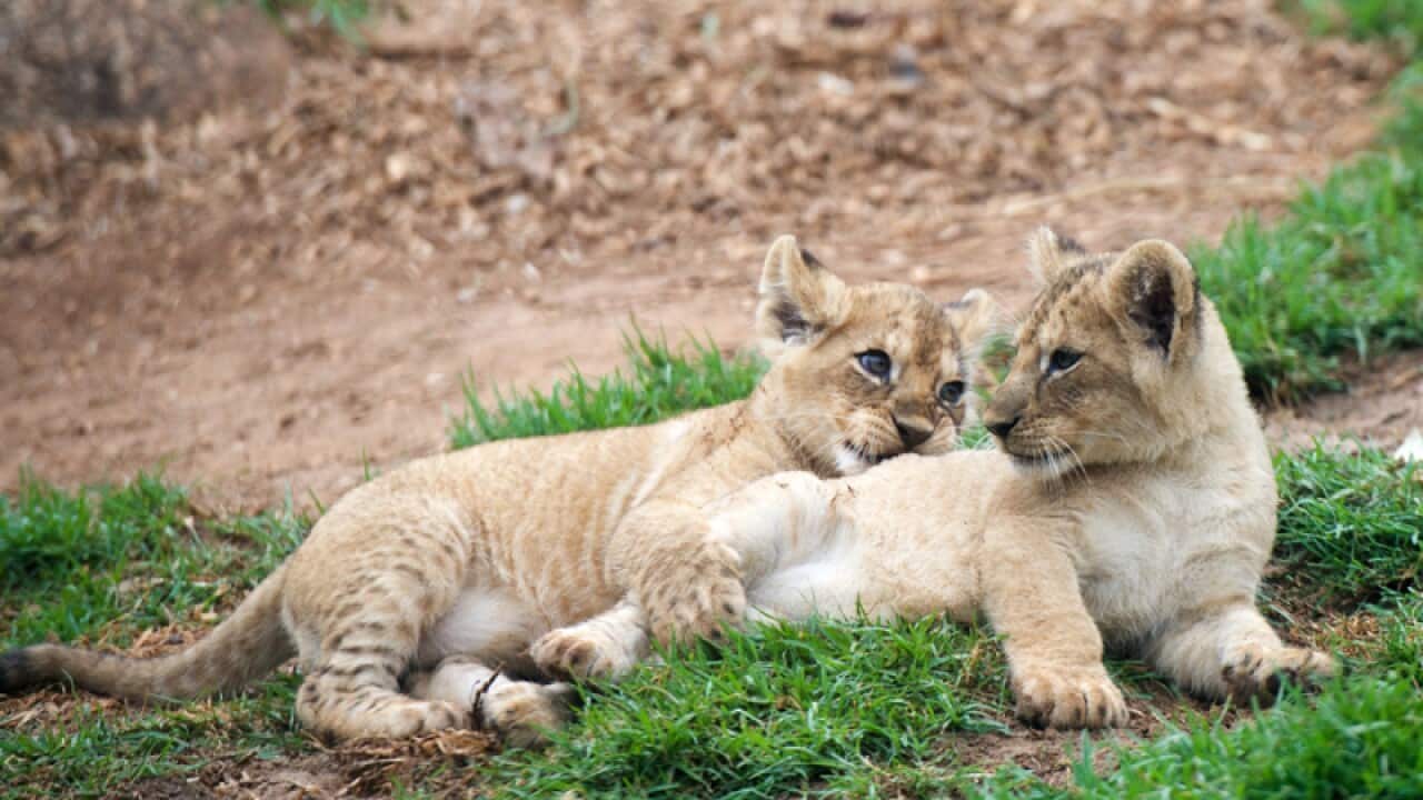 two lion cubs at Werribee Open Range