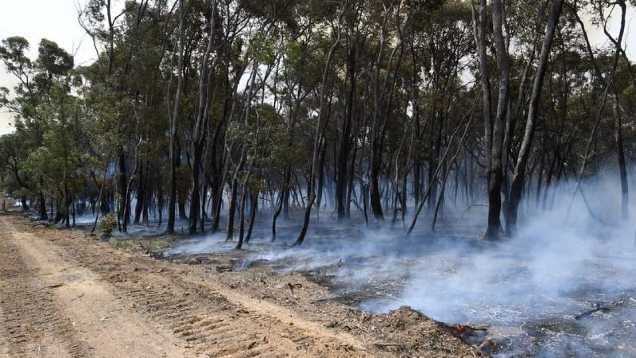 Smoldering trees in Gembrook