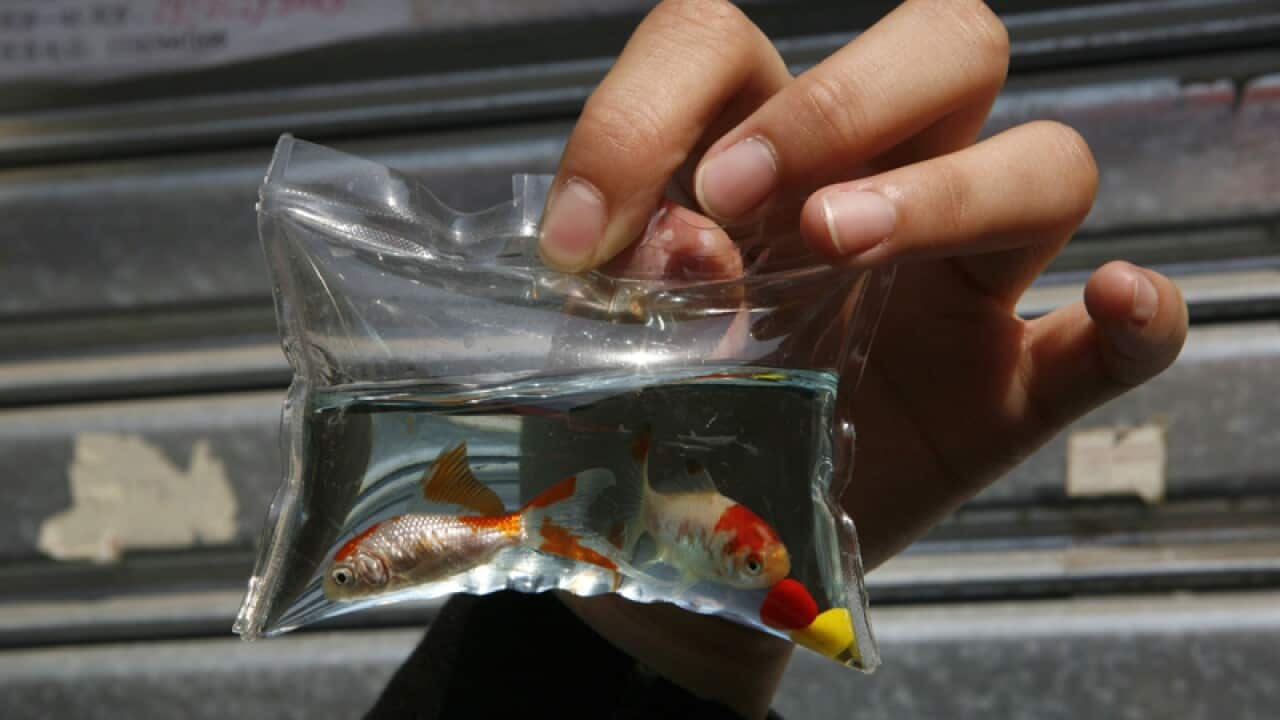 A plastic keychain containing two live goldfish, China