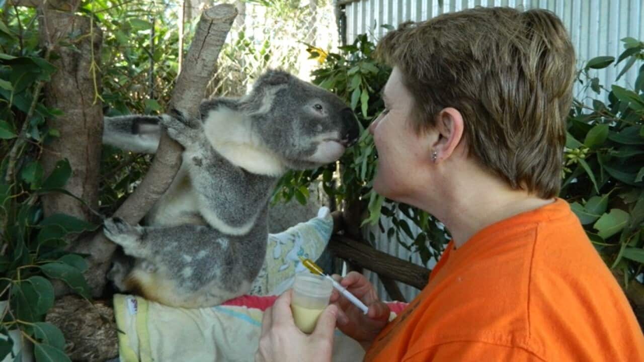 A member of Friends of the Koala treats an injured animal.