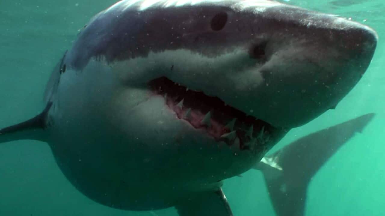 WA police search for body of shark victim