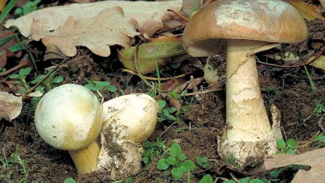 要分辦可食用野生蘑菇,專家建議最佳的做法是....