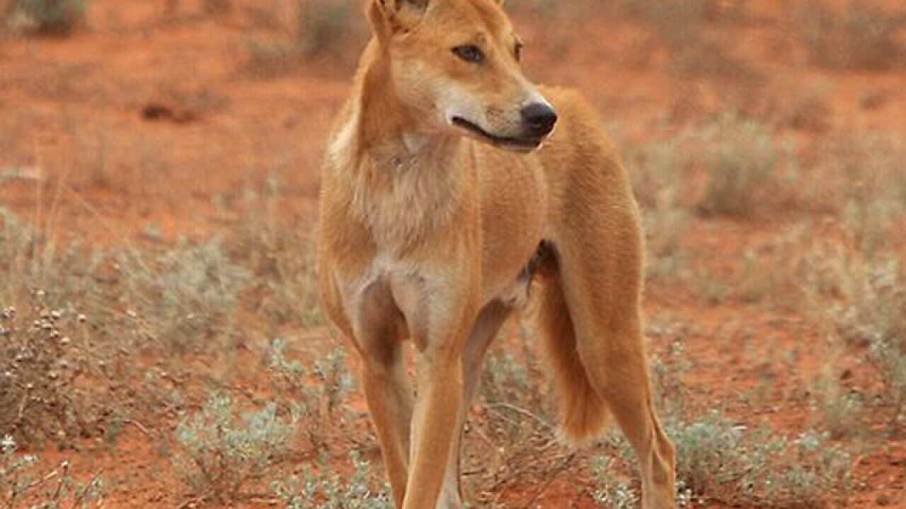 A dingo seen in the wild