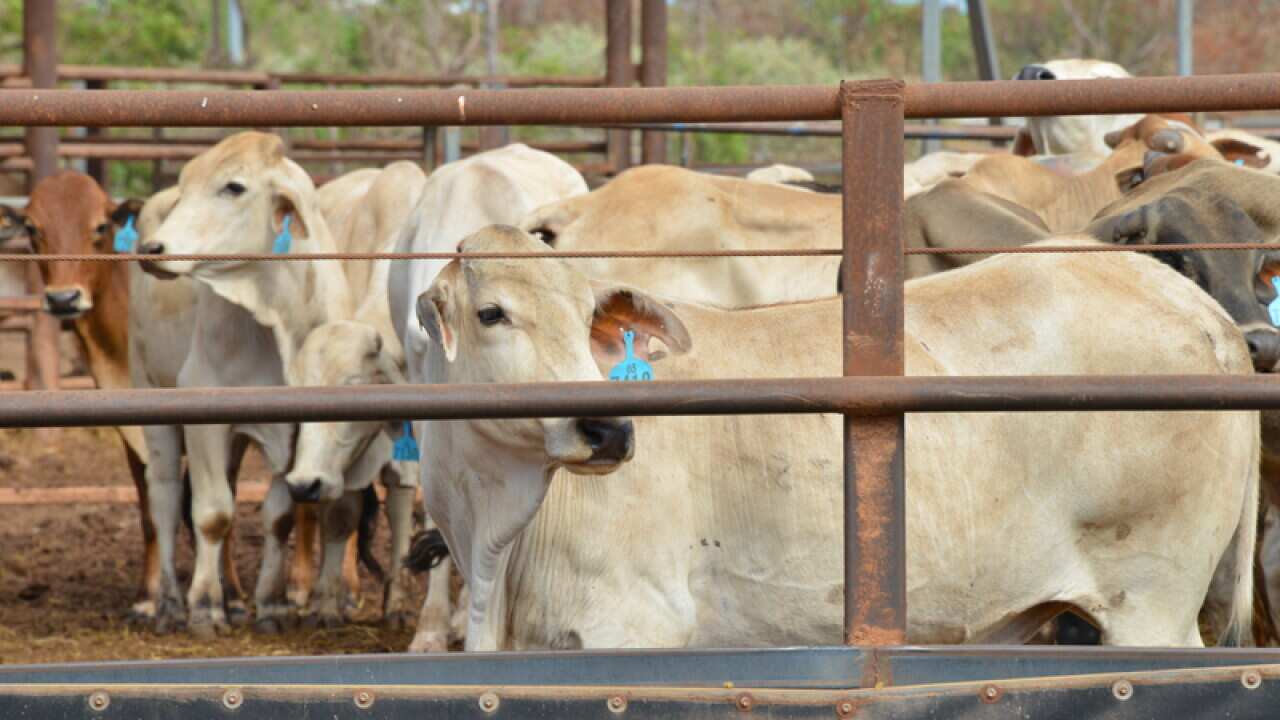 Cattle at the Berrimah export yards in Darwin