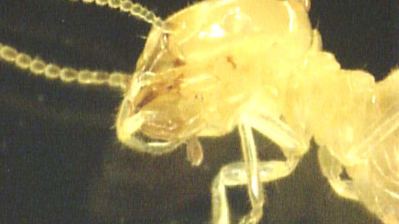 termites_270411_B_AAP_948515737