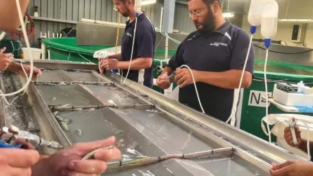 Lorenzo Lodato durante il lavoro presso l'allevamento di ricciola a cosa gialla.