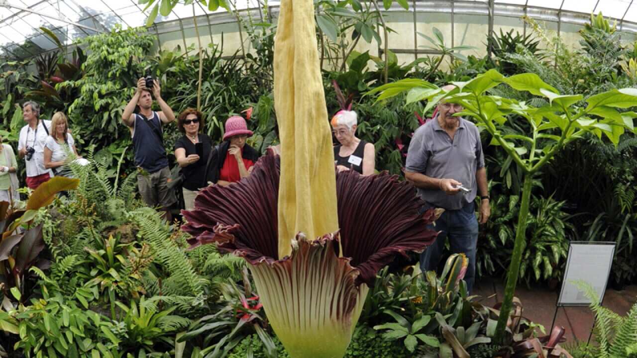 A Titan Arum flower
