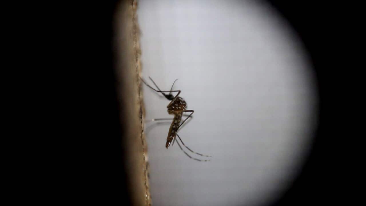 Mosquito.