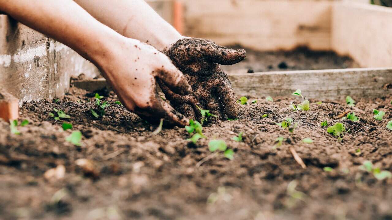 Gardening is becoming a side hustle for some (Unsplash-Sandie Clarke).jpg