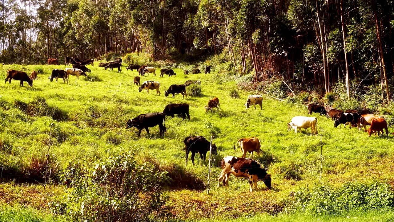 Cattle in the Wild