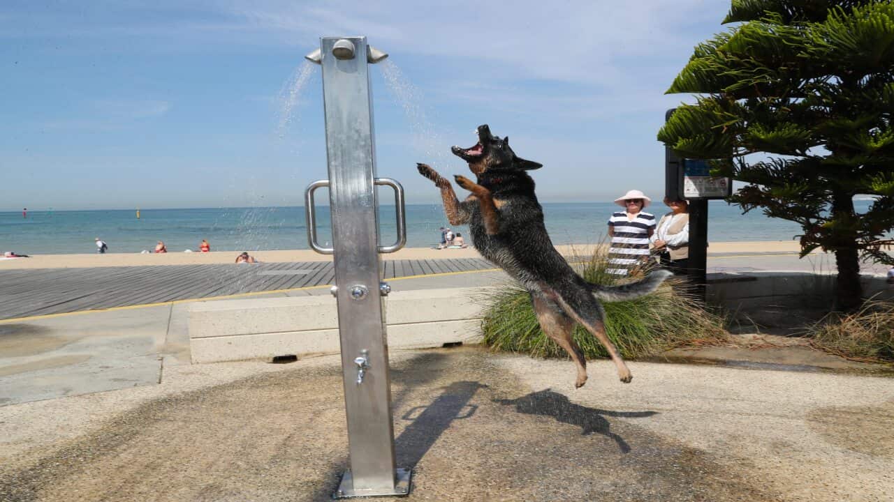 A dog cools off under a shower as people flock to St Kilda beach as a heat wave sweeps across Victoria. Wednesday, December 18, 2019. (AAP Image/David Crosling) NO ARCHIVING