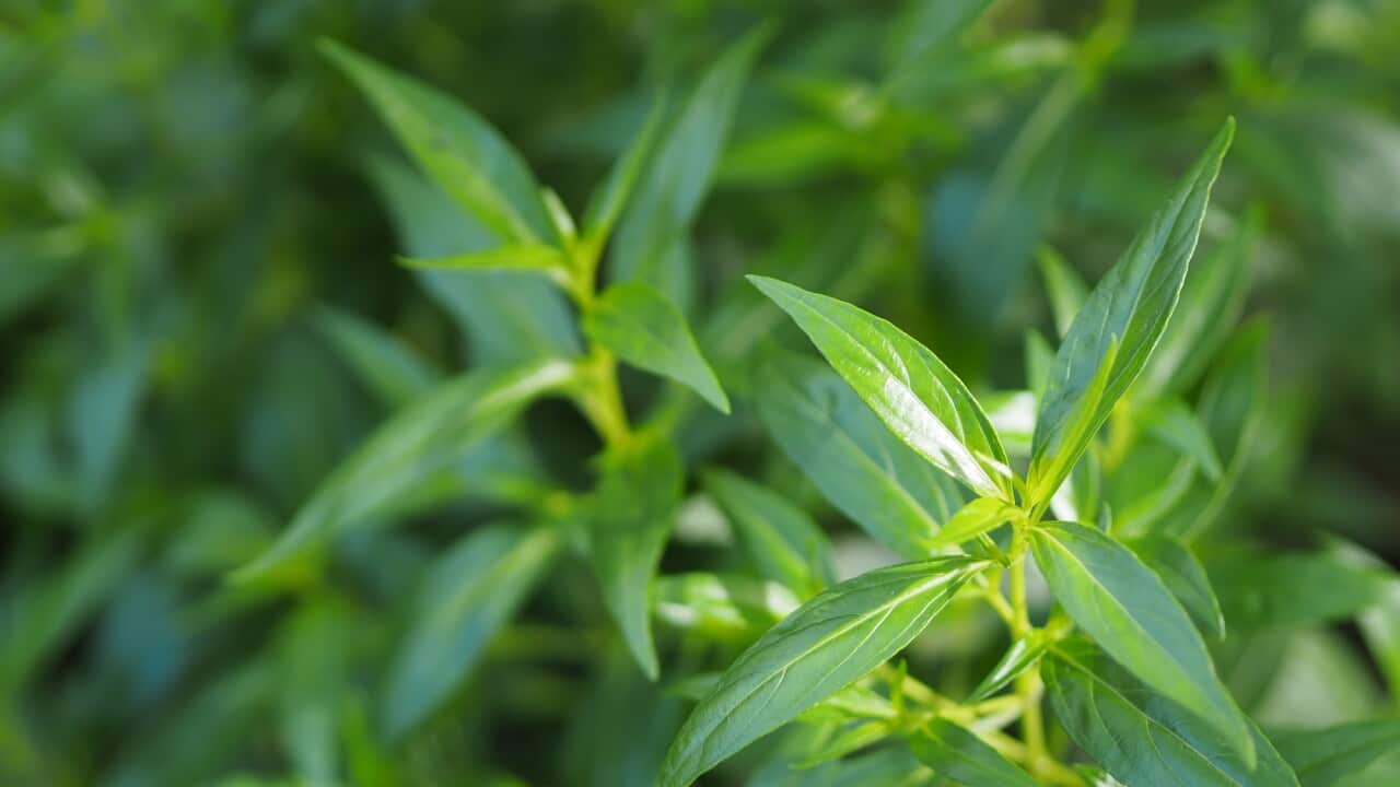 Thai herbs King of Bitter scientific name Andrographis paniculate Burm, Fah Talai john, green vegetable tree plant blooming in garden nature protect coronavirus, covid-19