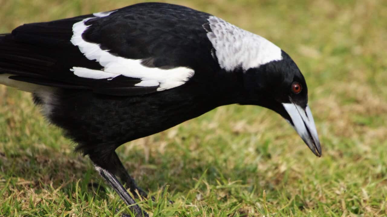 An Australian magpie.