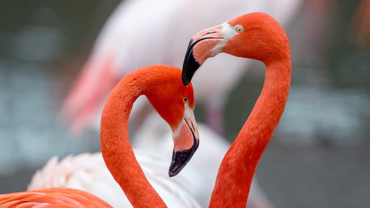 Animals in love at Munich Zoo
