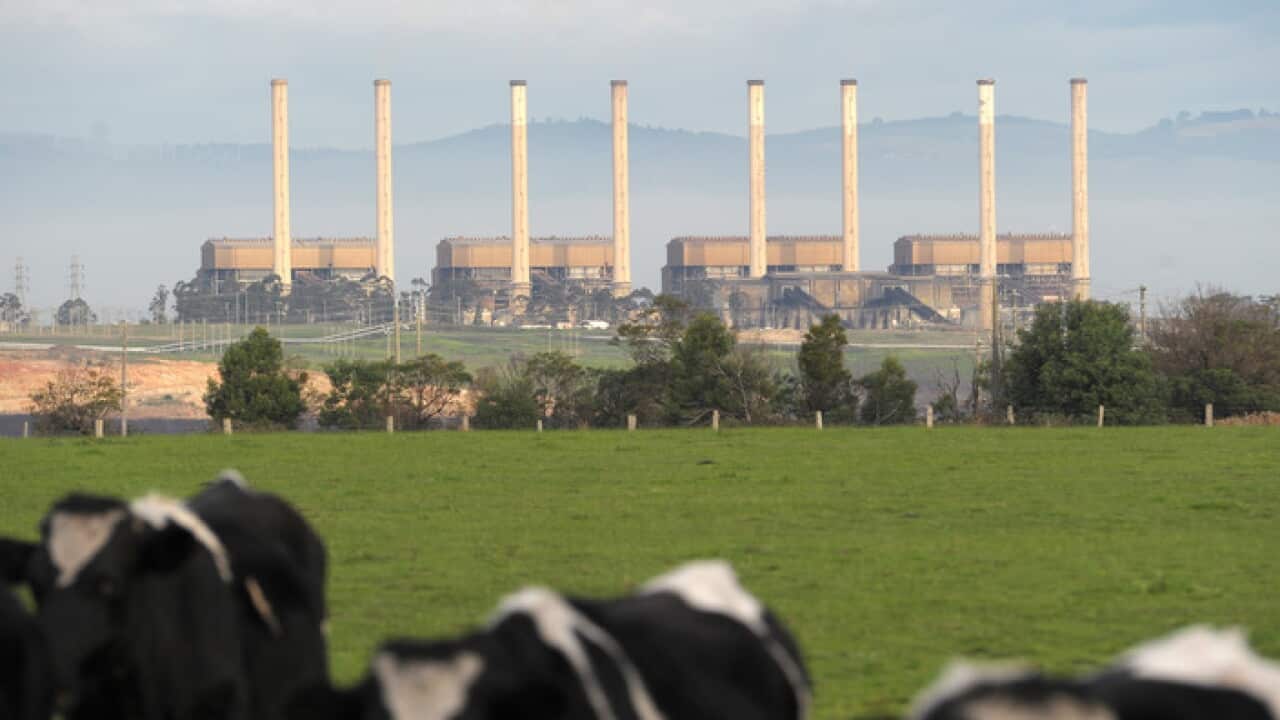 The Hazelwood power station and diary cattle