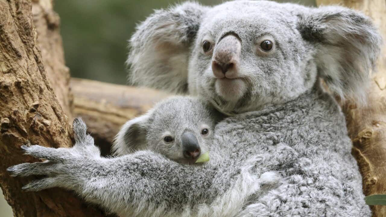 Koala joey Ramboora and his mother Iona sit in the enclosure in the zoo in Duisburg, Germany, Wednesday, March 8, 2017. ( Roland Weihrauch/dpa via AP)