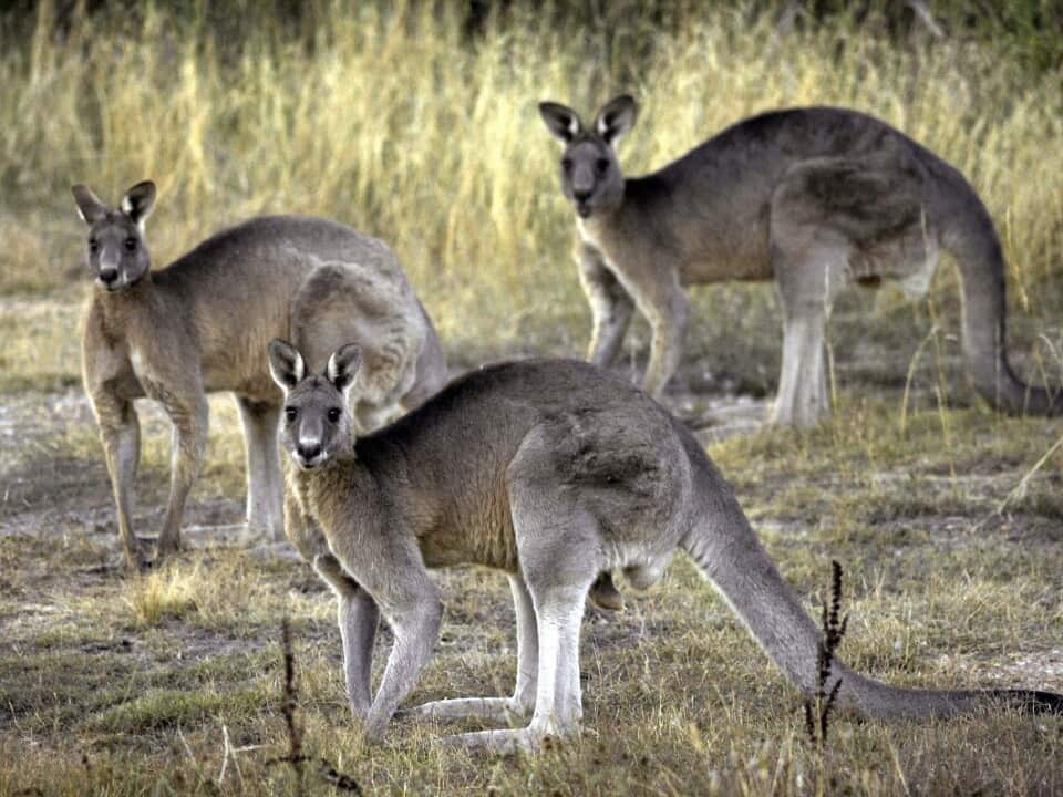 Grey kangaroos feed on grass.