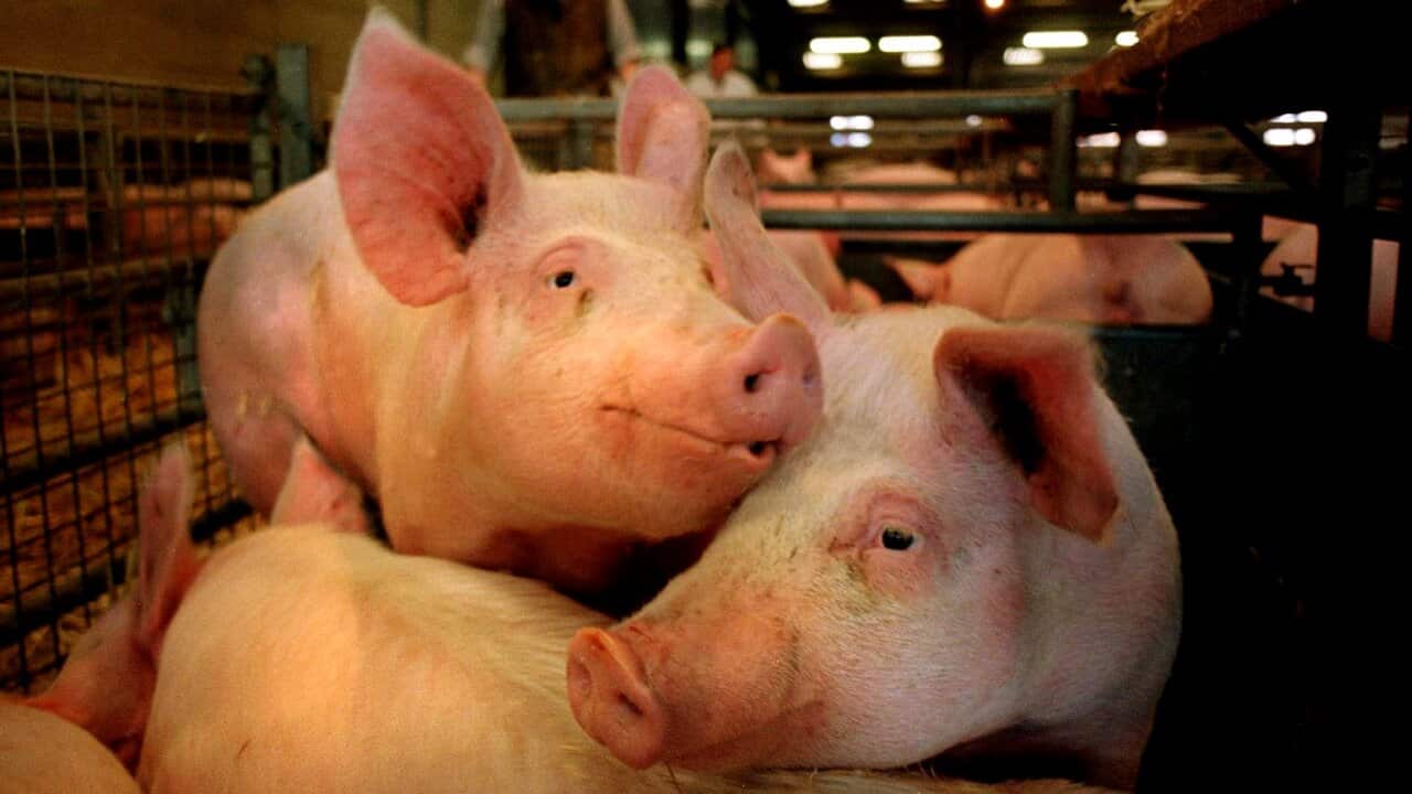 خوک ها در یک مزرعه