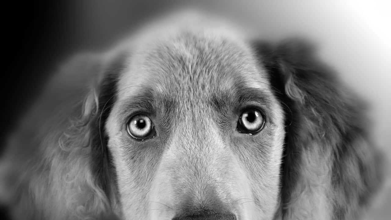 Weimaraner Dog - close-up of face. Black and White