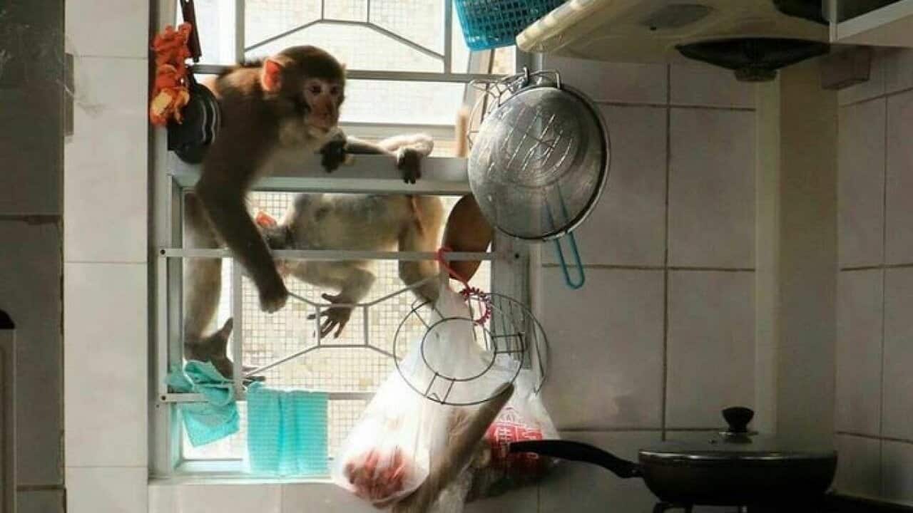 Two monkeys are seen outside an apartment in Taiwai, Hong Kong