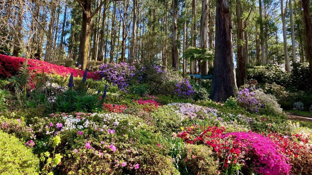 dandenong garden main photo.jpg