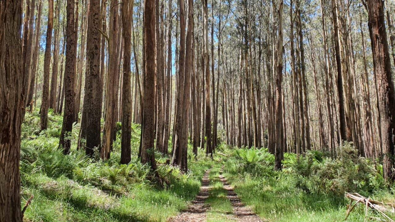ฺีBushwalking