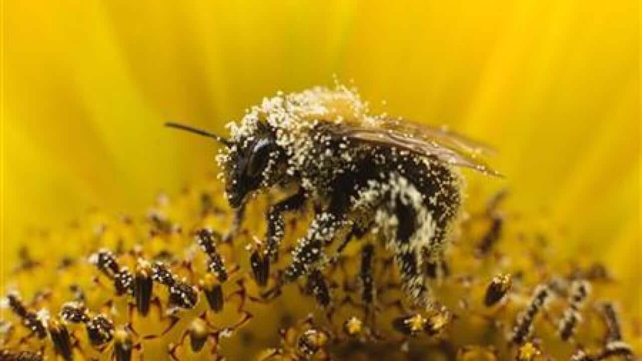 bee-deaths-may-signal-wider-pollination--1389353338-large.jpg