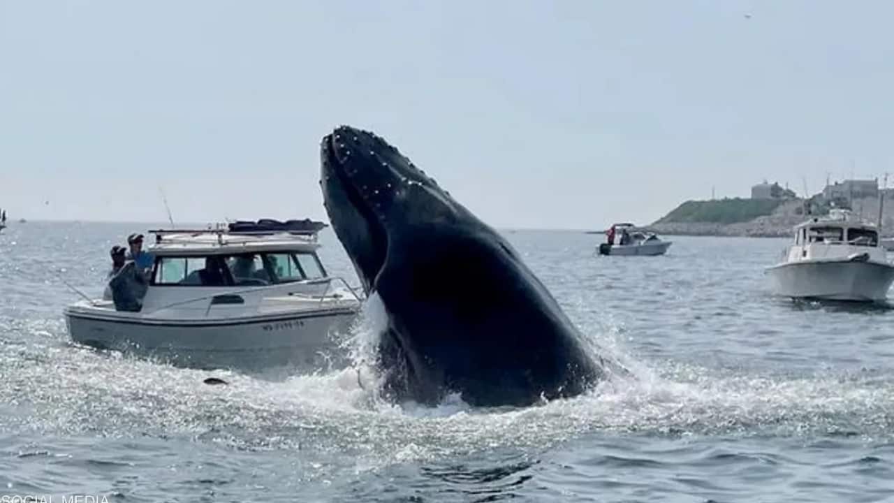 A whale struck a fishing boat off the coast of Plymouth, Massachusetts