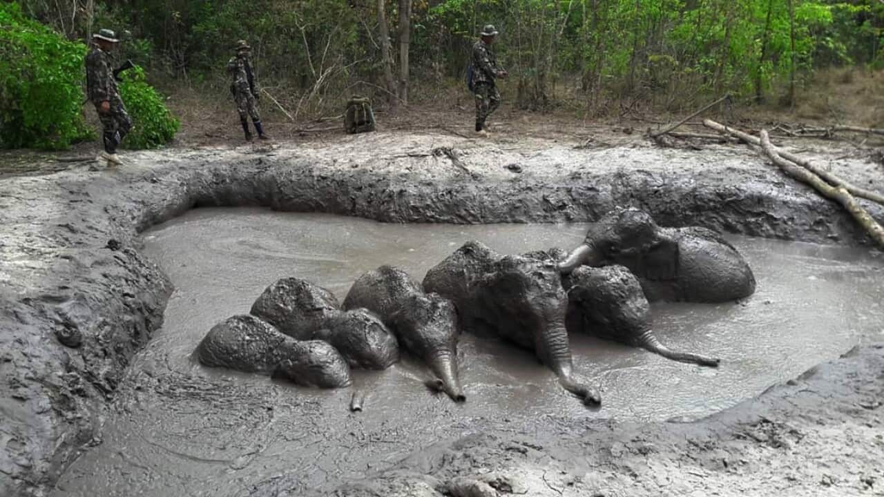In this photo released and taken by Department of Natural Park, Wildlife, and Plant Conservation on Thursday, March 28, 2019, Thap Lan National Park rangers prepare to extract six baby elephants stuck in a muddy pond at Thap Lan National Park, Nakhon Ratc