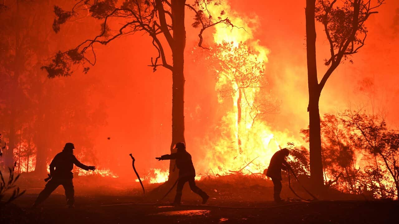 RFS volunteers and NSW Fire and Rescue officers fight a bushfire south of Sydney.