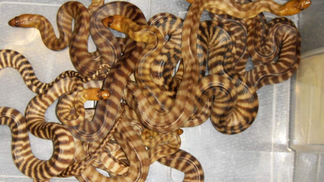 40 pythons found in Canadian hotel