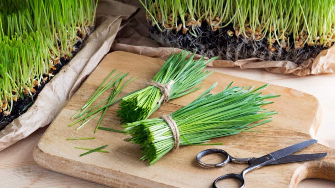 wheatgrass