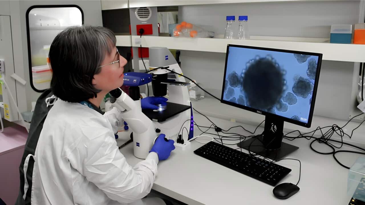 Carrying out stem cell research in the lab (SBS).jpg