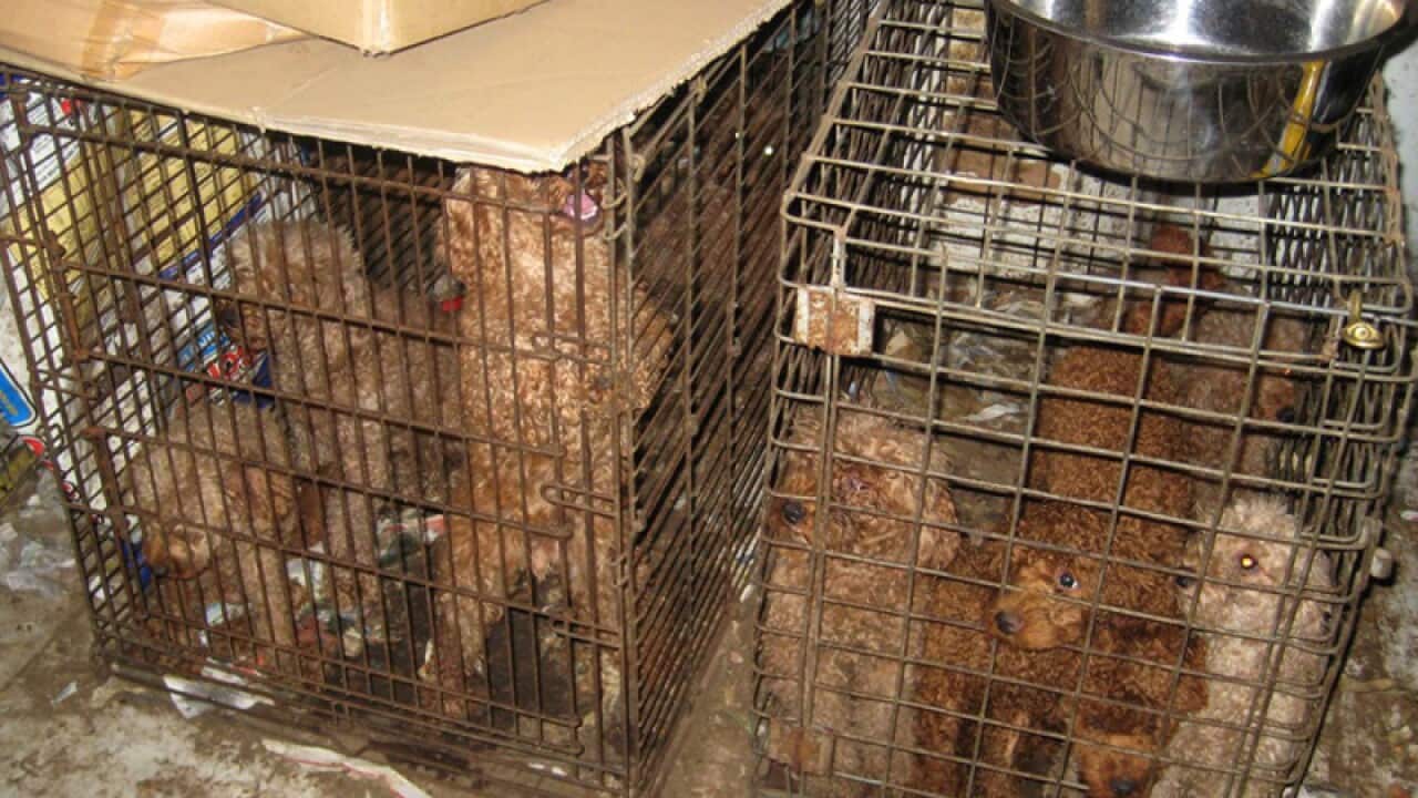 104 dogs seized by RSPCA Qld