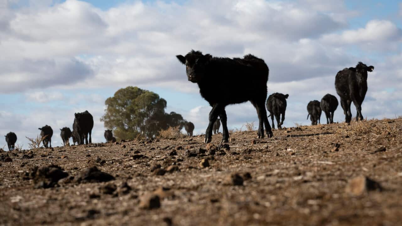 Mifugo yawakulima wa NSW yakabiliwa kwa ukame mkali