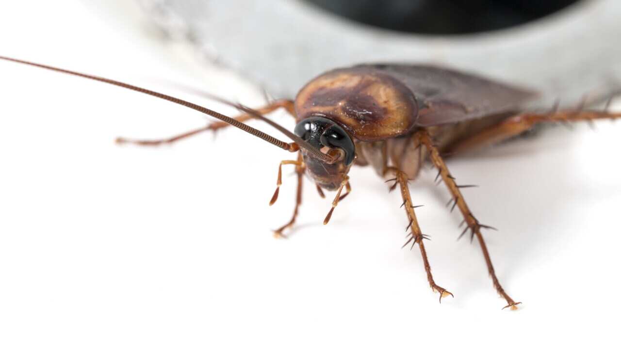 Brown cockroach in a sink close-up